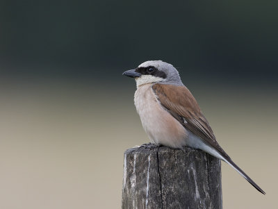 Red-backed Shrike