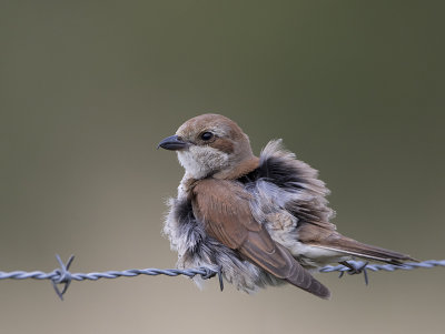 Red-backed Shrike