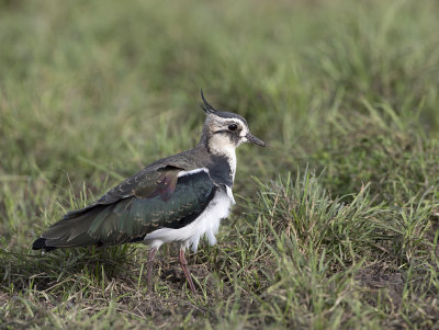 Northern Lapwing