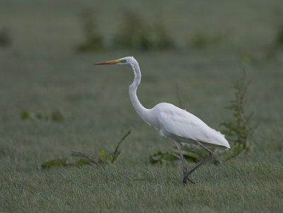 Great White Egret