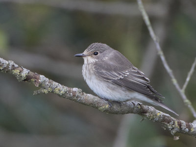 Spotted Flycatcher