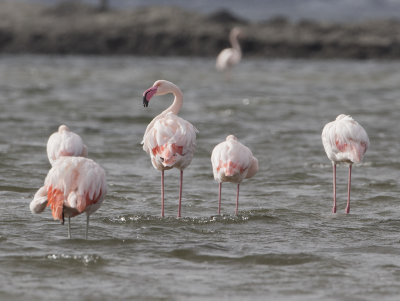 Greater Flamingo