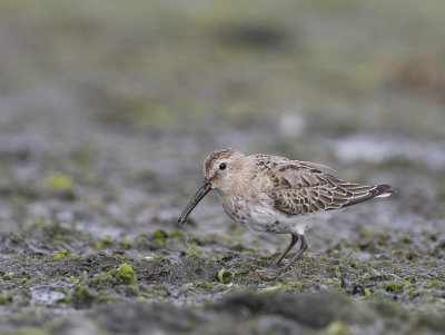 Dunlin