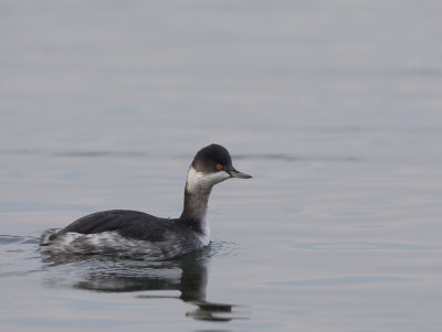 Black-necked Grebe