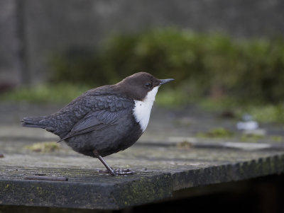 Dipper