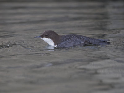 Dipper