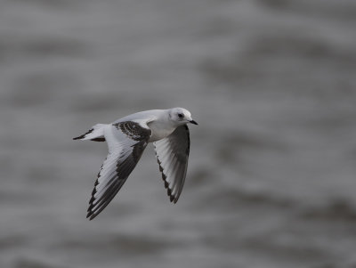 Ross's Gull