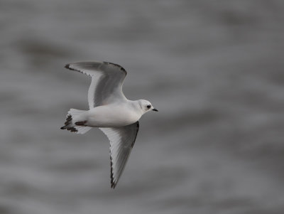 Ross's Gull