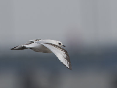 Ross's Gull