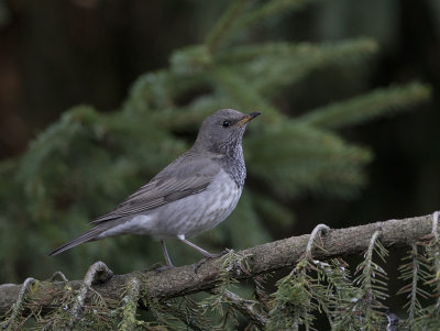 Dark-throated Thrush