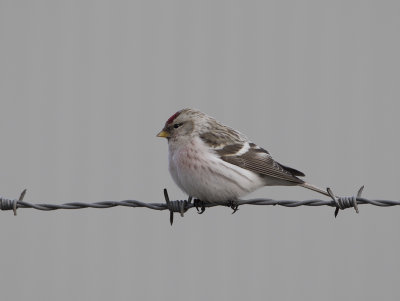 Arctic Redpoll