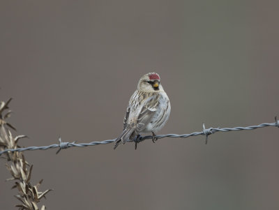 Common Redpoll