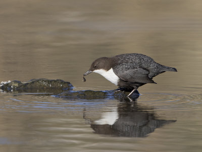 Dipper