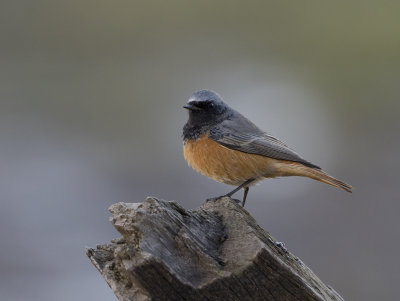 Eastern Black Redstart