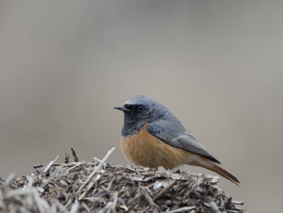 Eastern Black Redstart