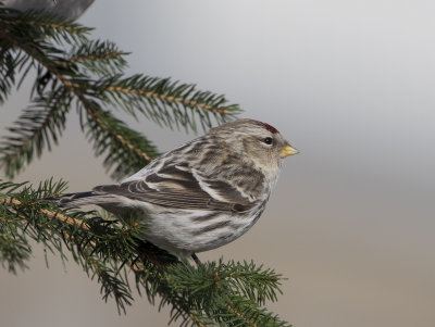 Common Redpoll