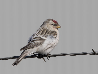 Arctic Redpoll