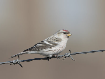 Arctic Redpoll