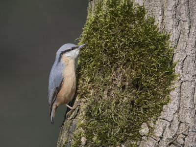 Wood Nuthatch