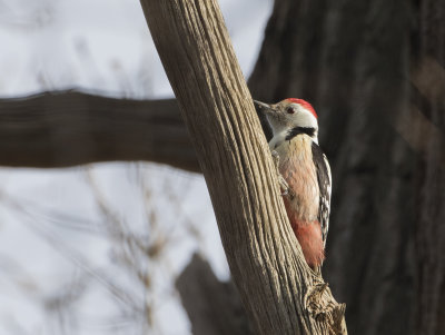 Middle Spotted Woodpecker