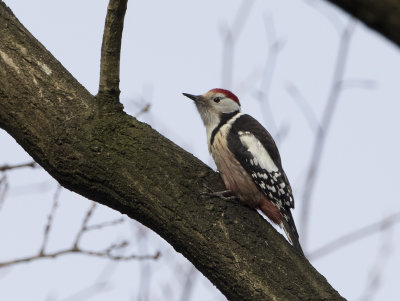 Middle Spotted Woodpecker