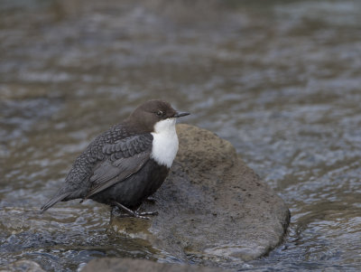 Dipper