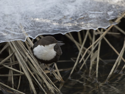 Dipper