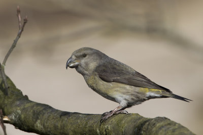 Parrot Crossbill