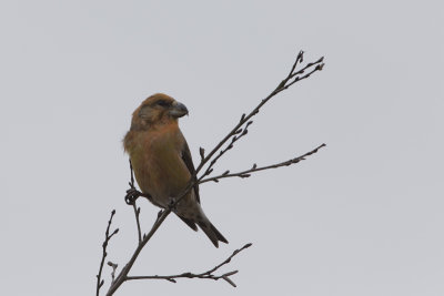 Parrot Crossbill