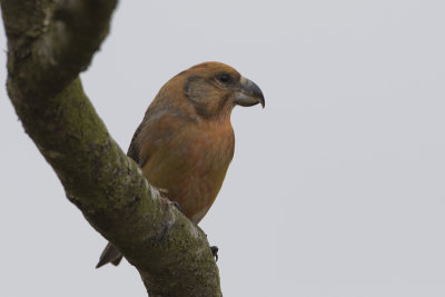 Parrot Crossbill