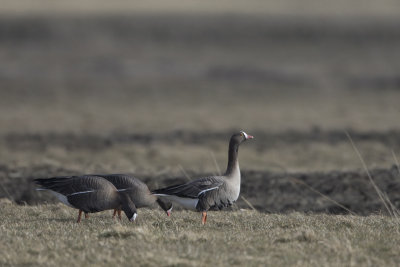 Lesser White-fronted Goose