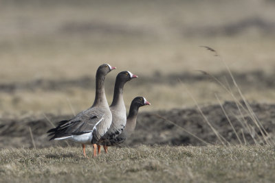 Lesser White-fronted Goose