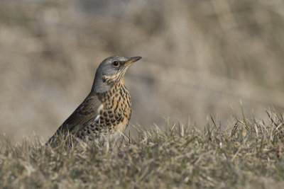 Fieldfare