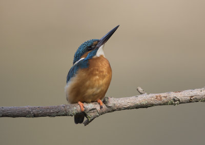 Common Kingfisher