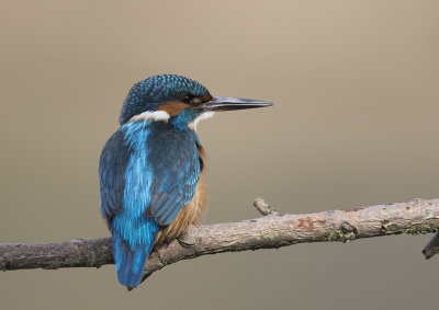 Common Kingfisher