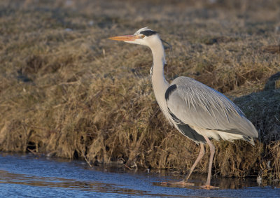 Grey Heron