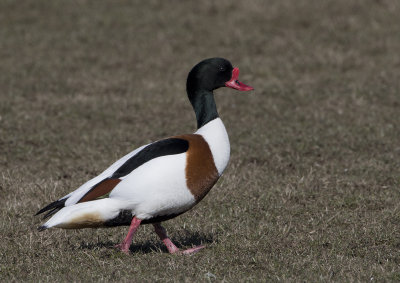 Common Shelduck