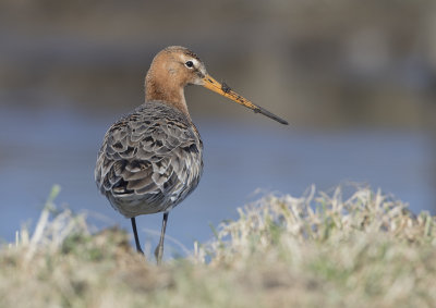 Black-tailed Godwit