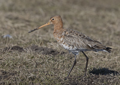 Black-tailed Godwit