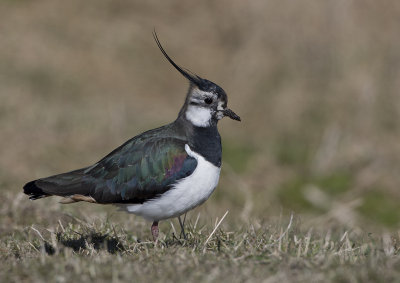 Northern Lapwing