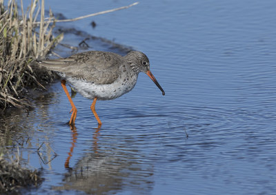 Common Redshank