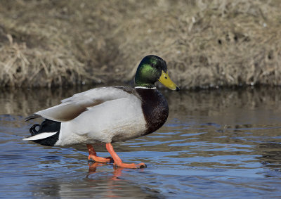 Mallard