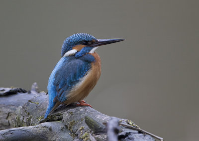 Common Kingfisher