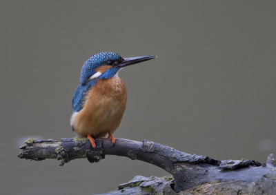 Common Kingfisher