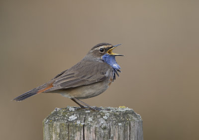 Bluethroat