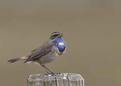 Bluethroat