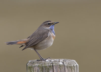 Bluethroat