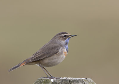 Bluethroat