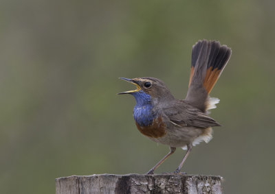 Bluethroat