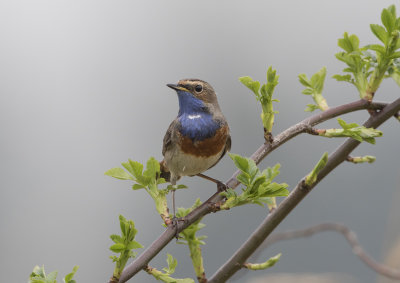 Bluethroat